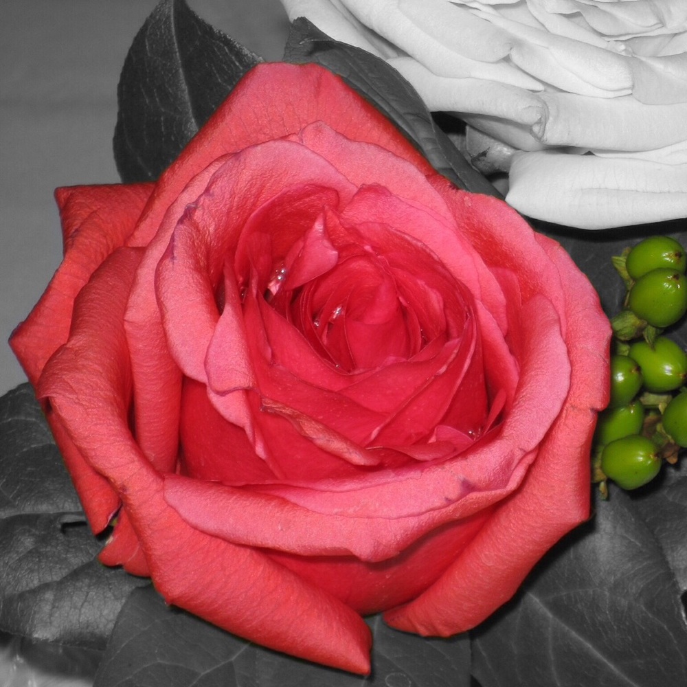 Meet your Posher, Hope